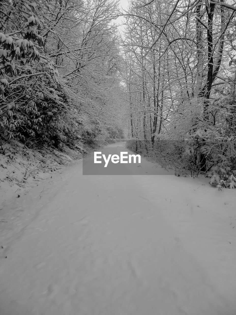 Road amidst bare trees during winter