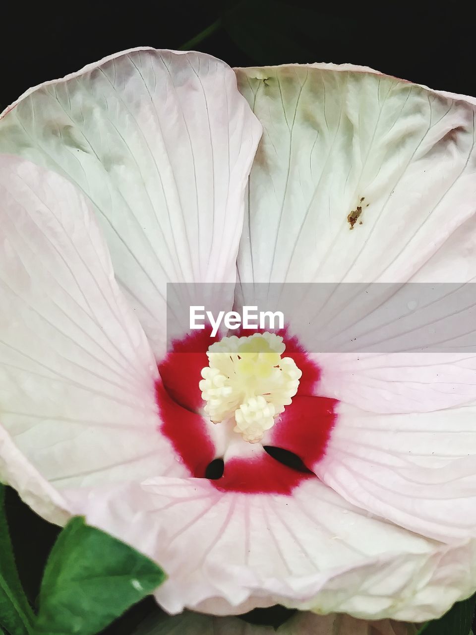 CLOSE-UP OF WHITE HIBISCUS