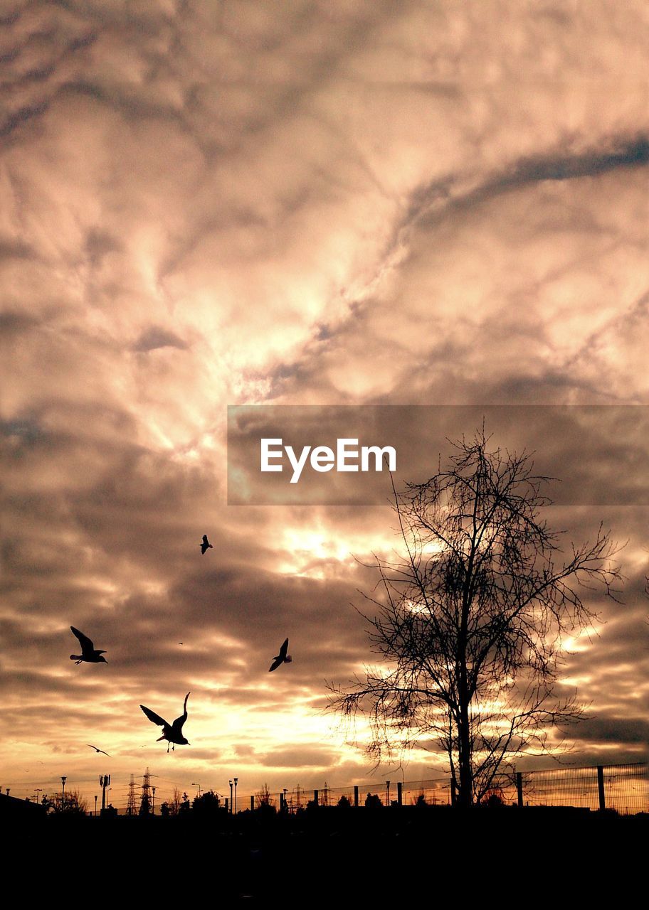 LOW ANGLE VIEW OF SILHOUETTE BIRDS FLYING OVER TREES