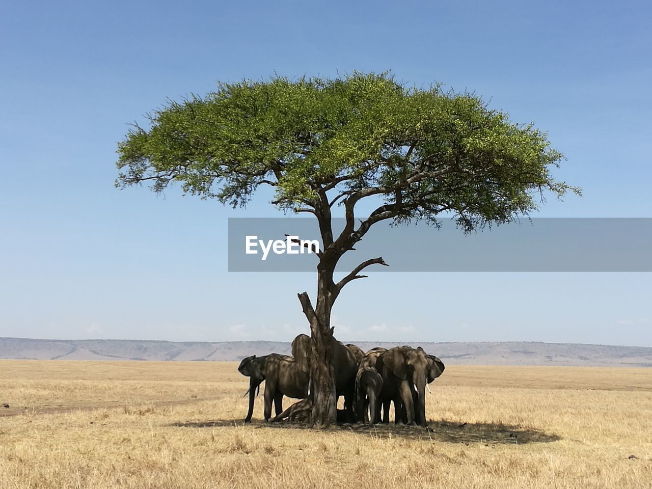 Elephants under a tree in a sunny day