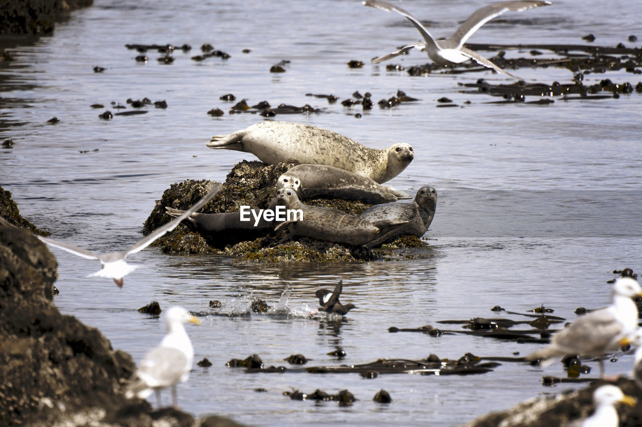 Pacific harbor seals