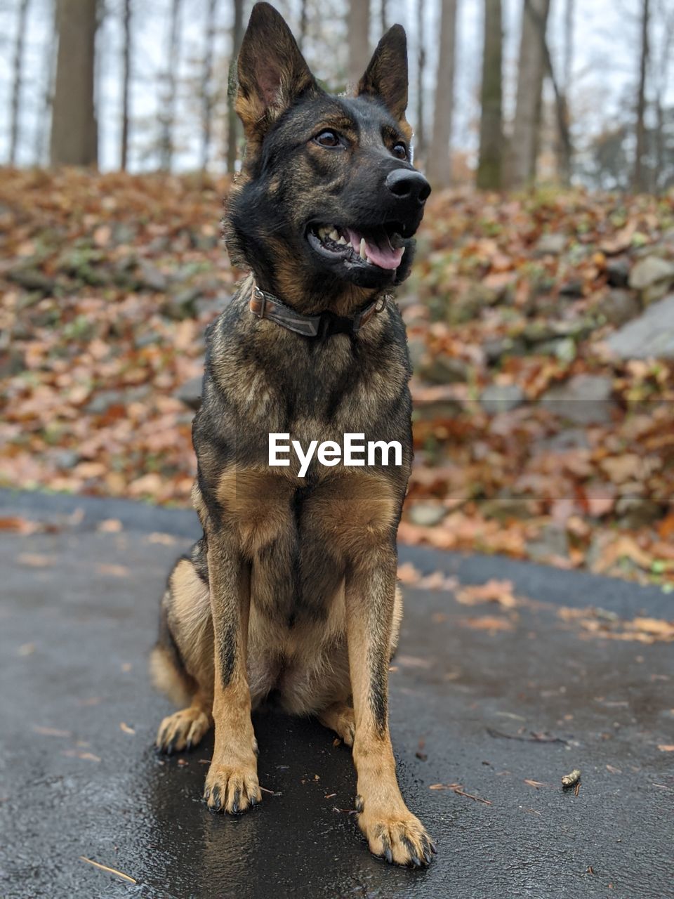 German shepherd dog enjoys the outdoors