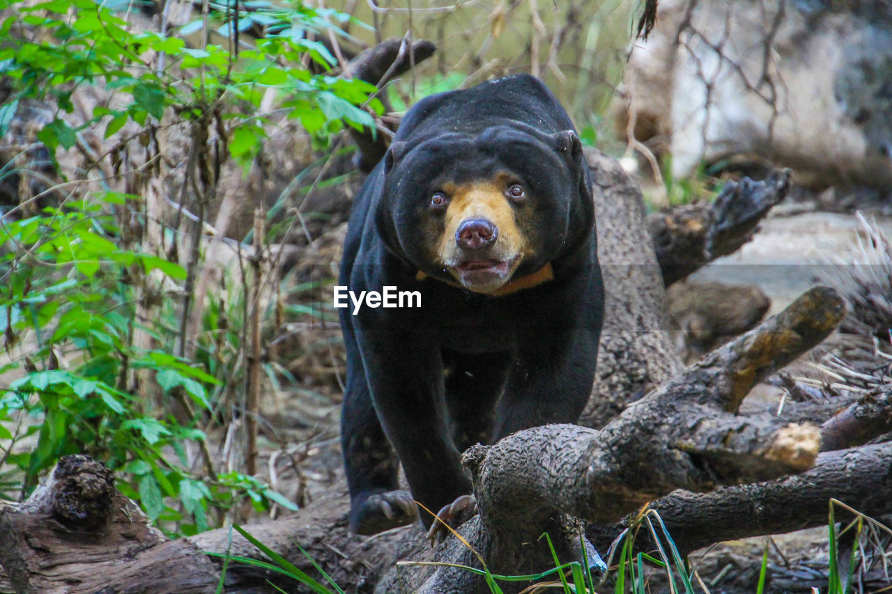 PORTRAIT OF BLACK LABRADOR RETRIEVER