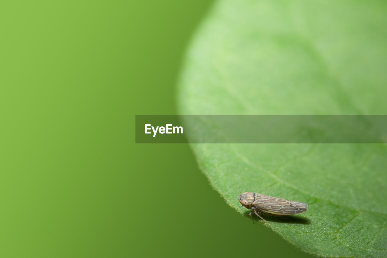 INSECT ON LEAF