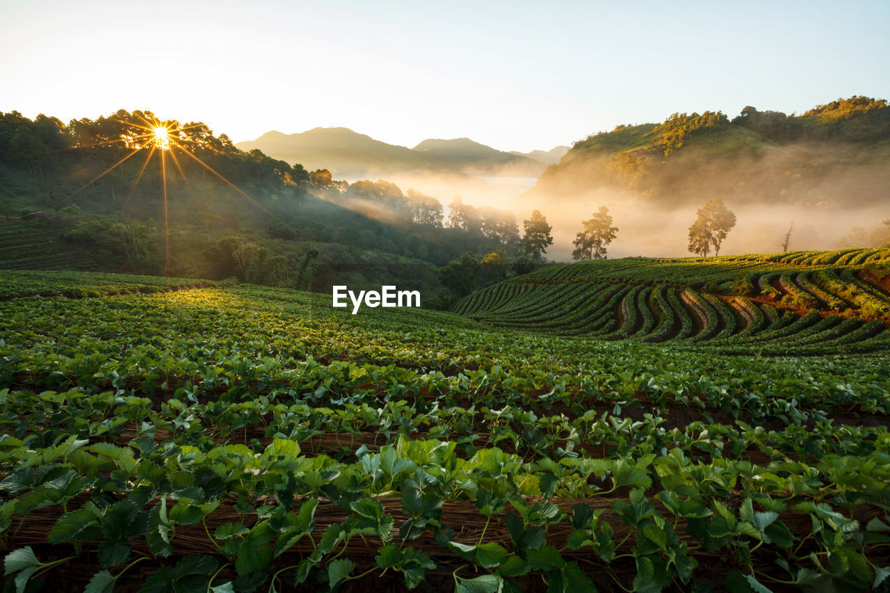 Scenic view of agricultural field at sunset