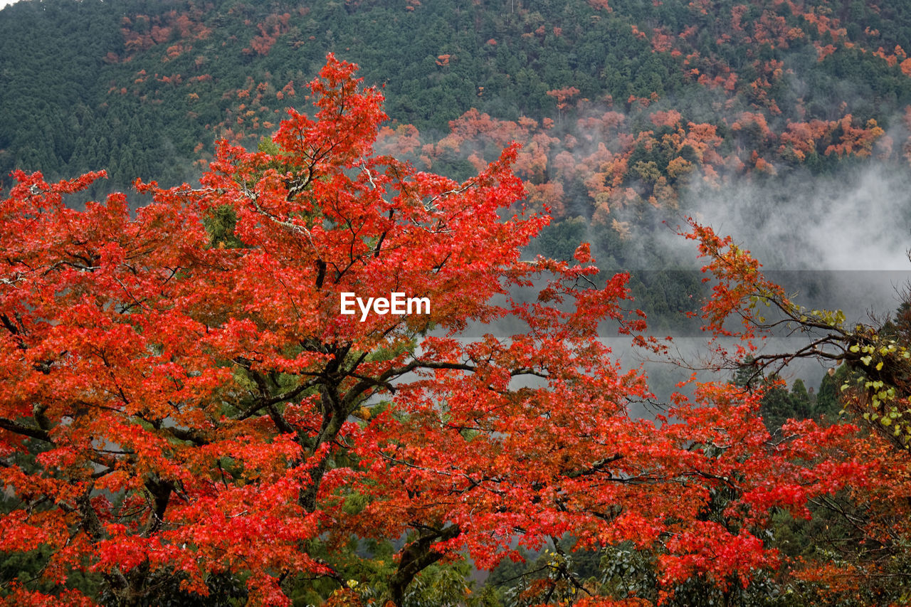 View of autumnal trees