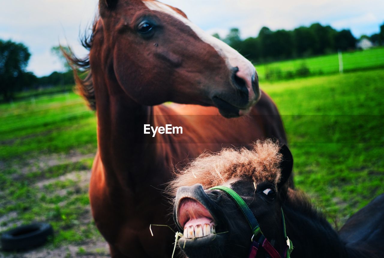 Close-up of horses standing on field