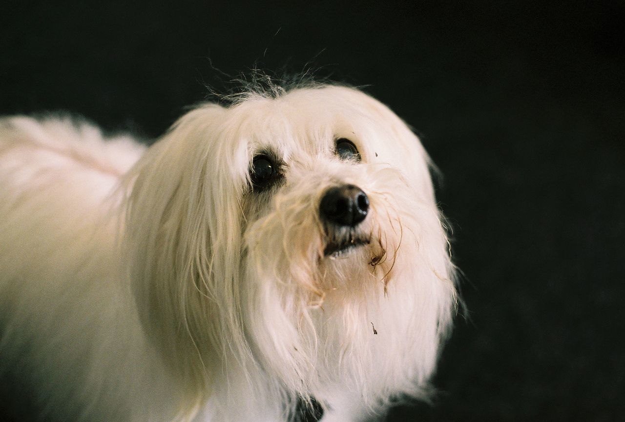 CLOSE-UP PORTRAIT OF DOG IN BLACK BACKGROUND