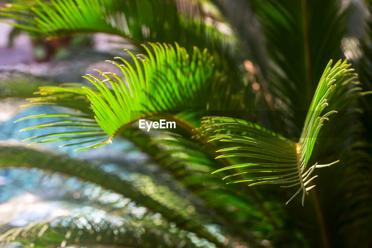 Large tropical leaves are brightly backlit with dark contrasting shadows. summer background