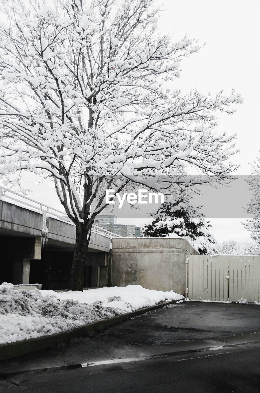 BARE TREE AGAINST SNOW COVERED LANDSCAPE