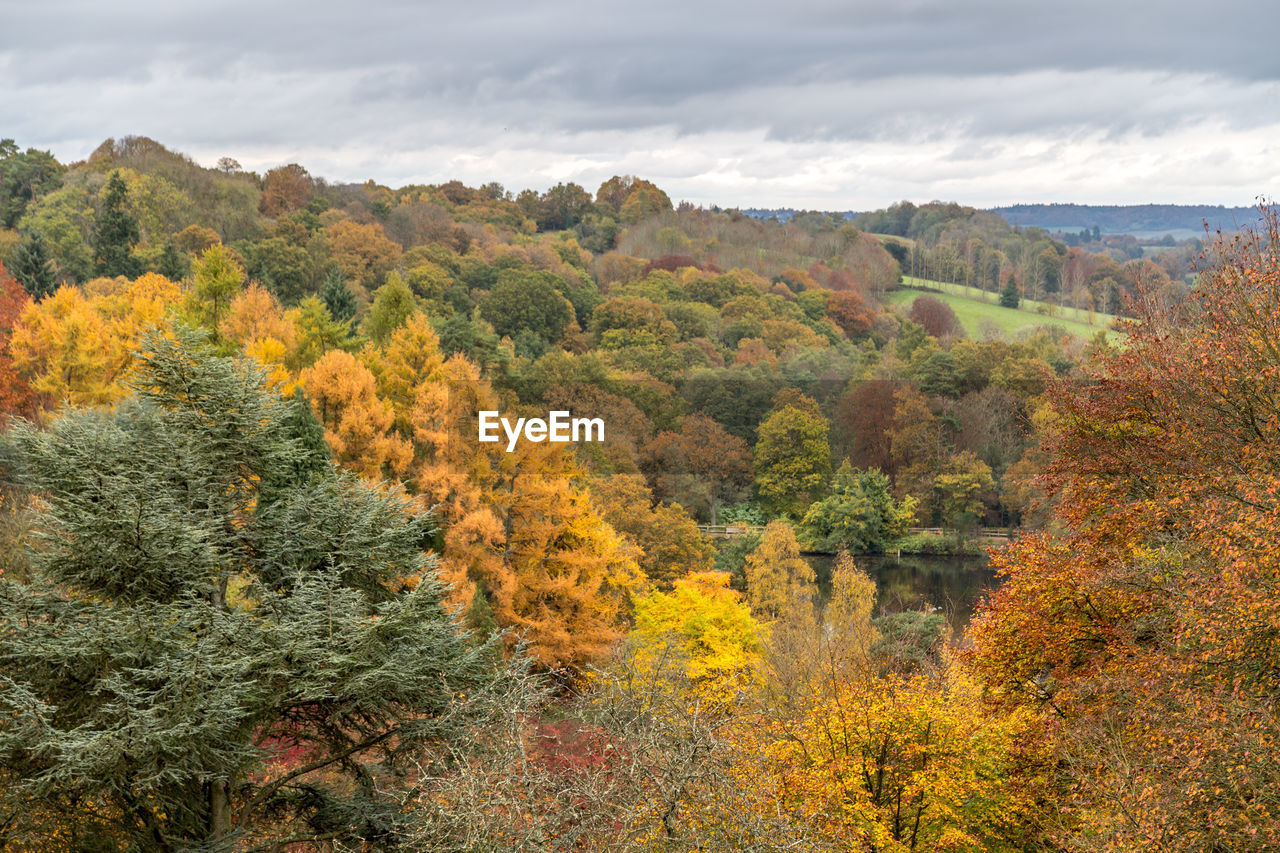 Trees at winkworth arboretum against cloudy sky