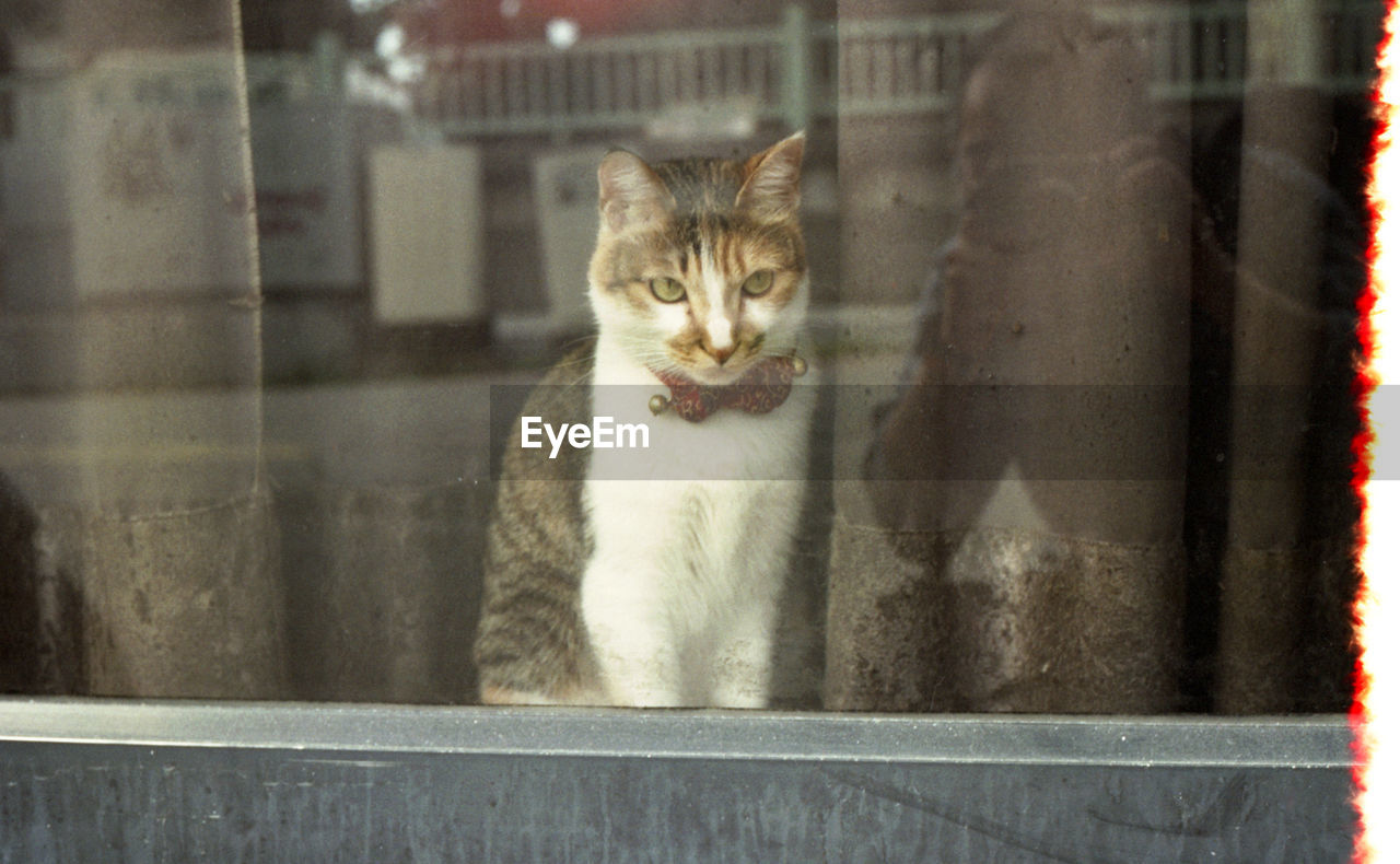 animal themes, animal, mammal, pet, cat, domestic cat, domestic animals, feline, one animal, window, glass, portrait, no people, looking, looking at camera, felidae, white, carnivore, sitting, small to medium-sized cats, transparent, reflection, whiskers, day