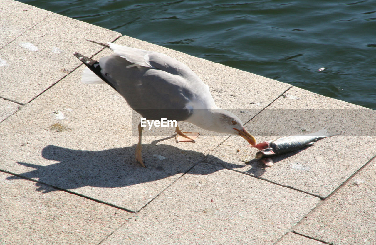 High angle view of seagull feeding on fish during sunny day