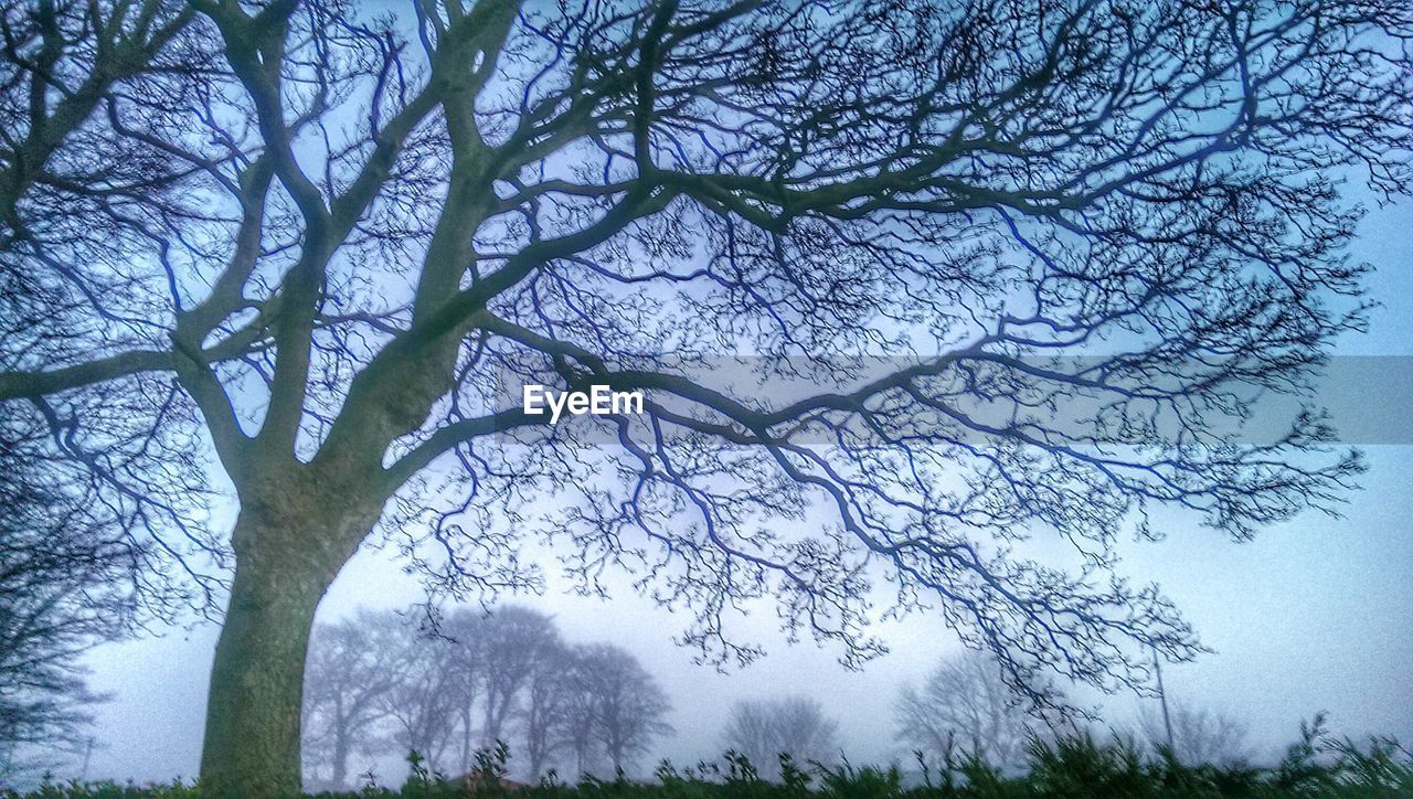 LOW ANGLE VIEW OF BARE TREES AGAINST SKY