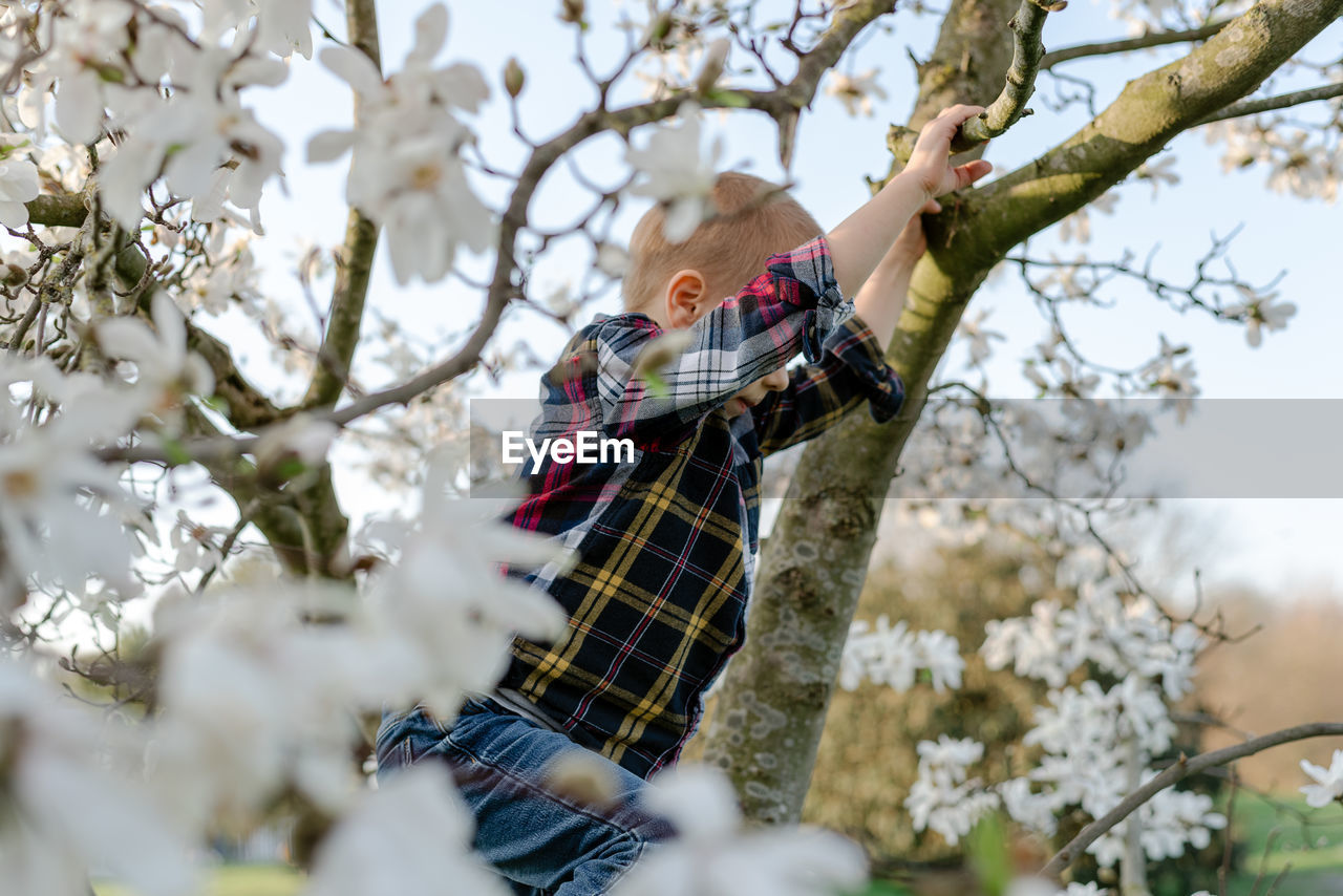 Boy jumping from blooming magnolia tree.