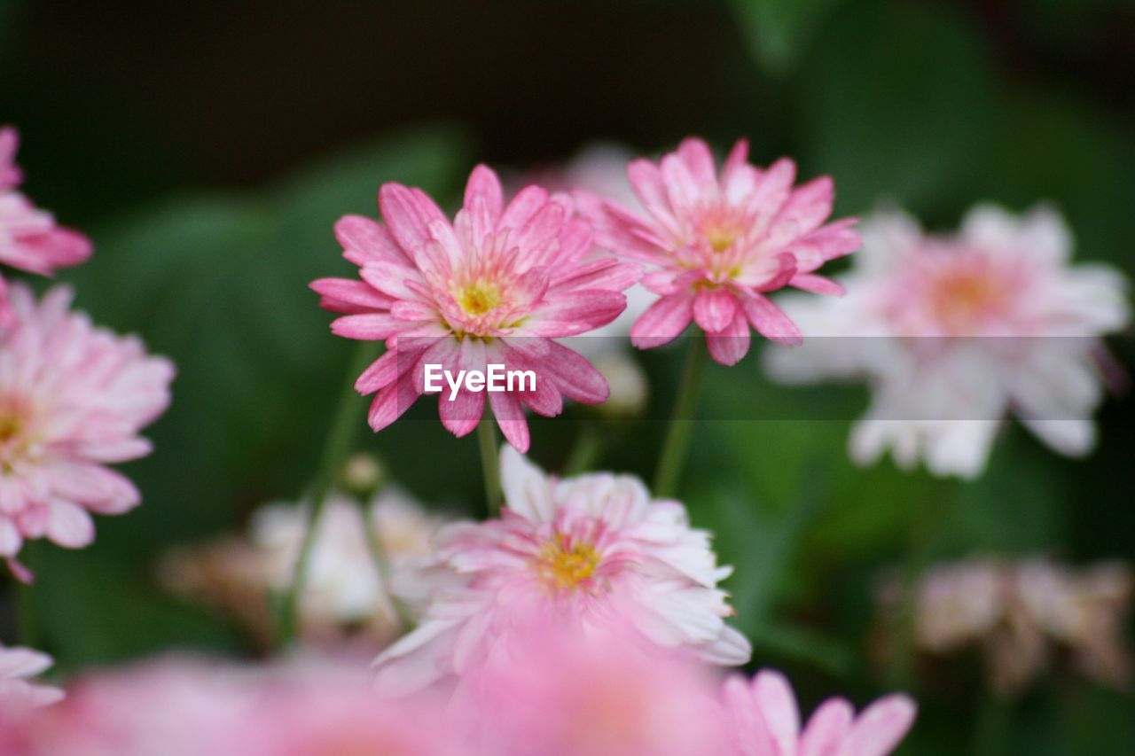 Close-up of pink flowers against blurred background