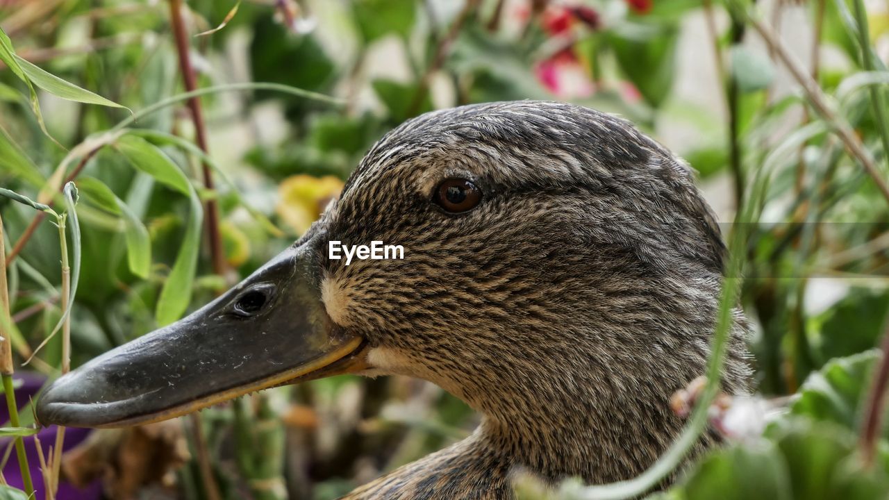 CLOSE-UP OF DUCK