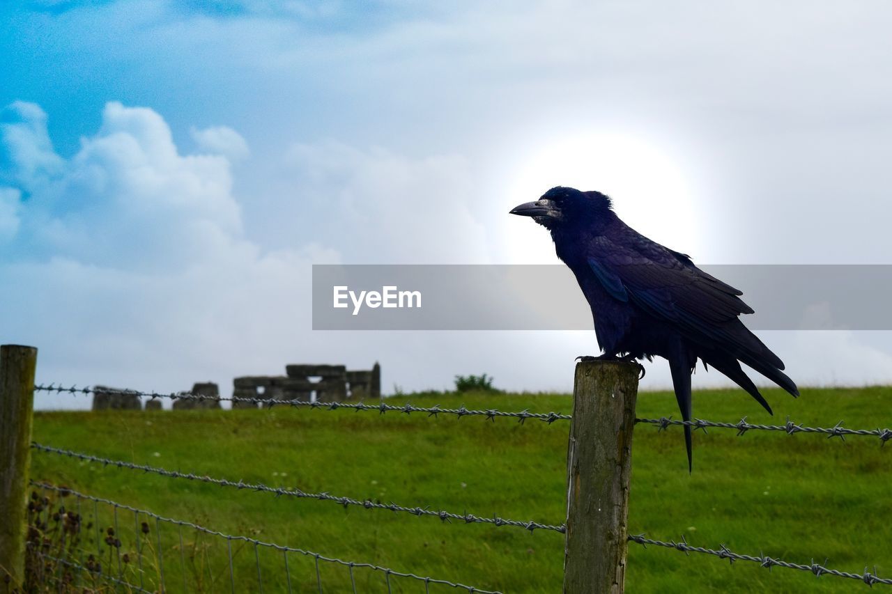 BIRD PERCHING ON WOODEN POST