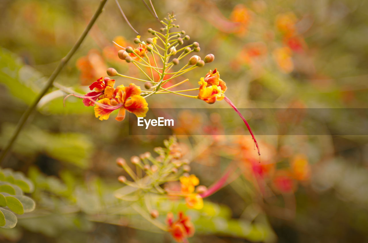 Close-up of flowers against blurred background