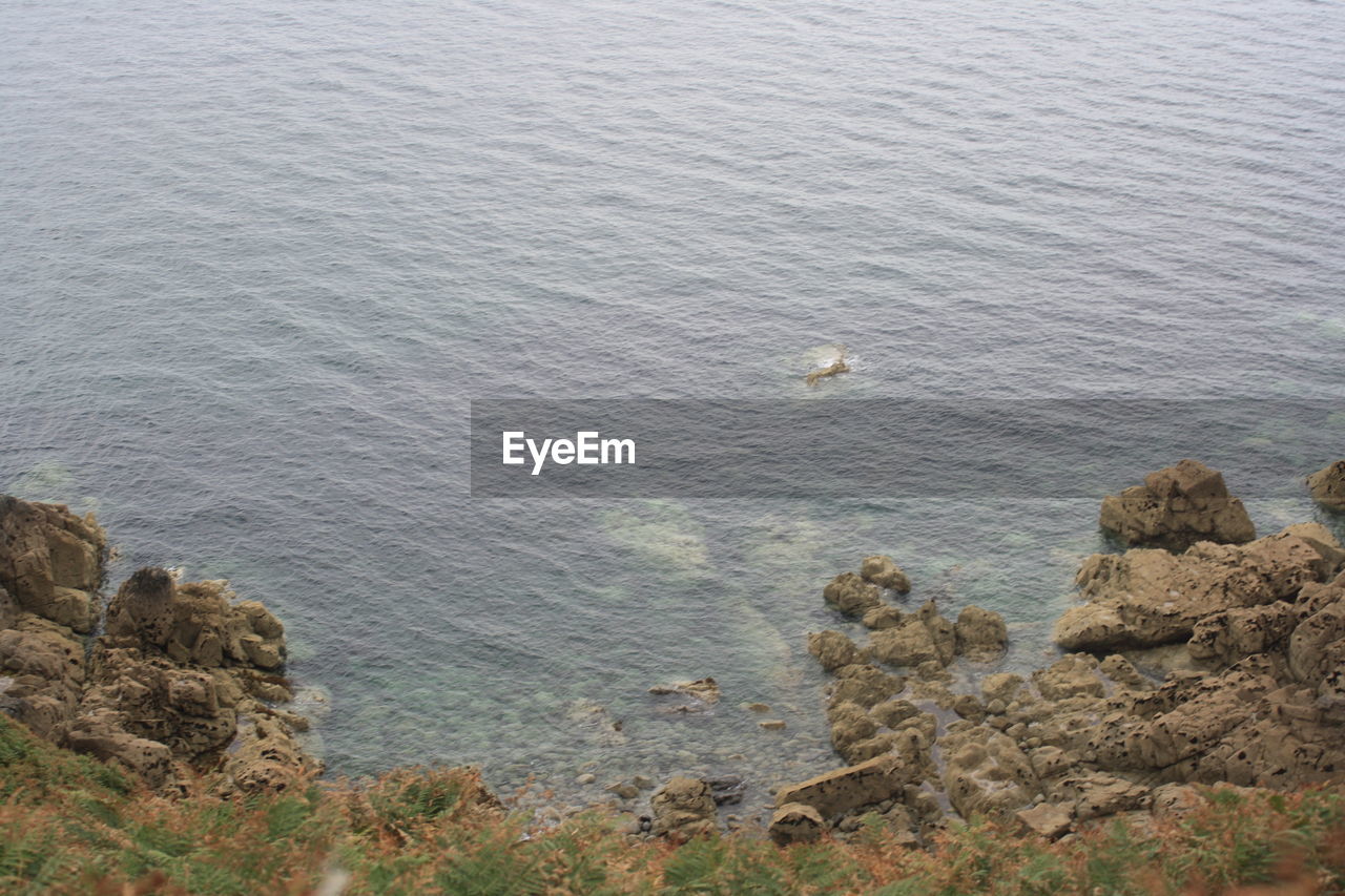 HIGH ANGLE VIEW OF BIRD ON SHORE BY SEA