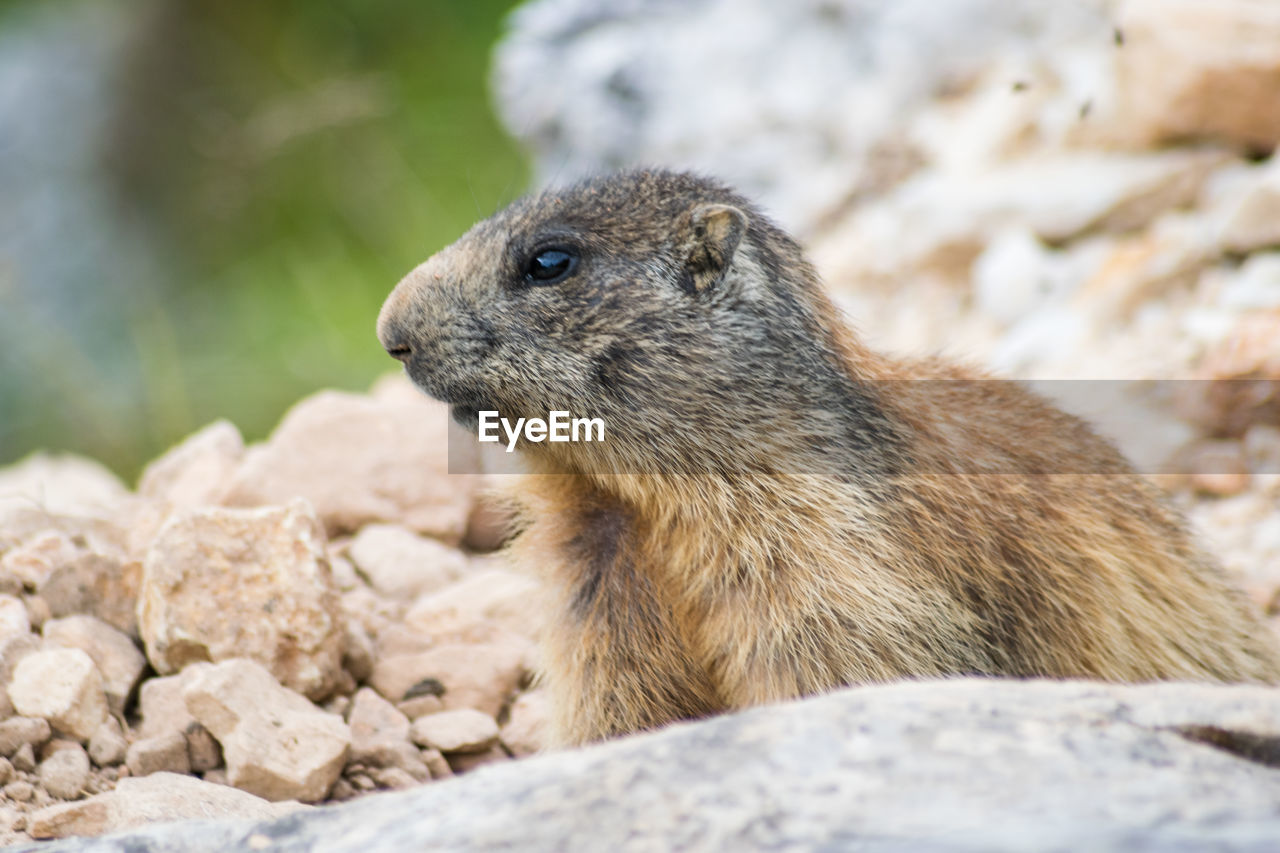 Portrait of wilde marmots in dolomites