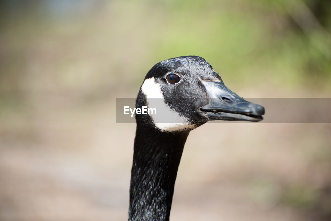 Close-up of canada goose