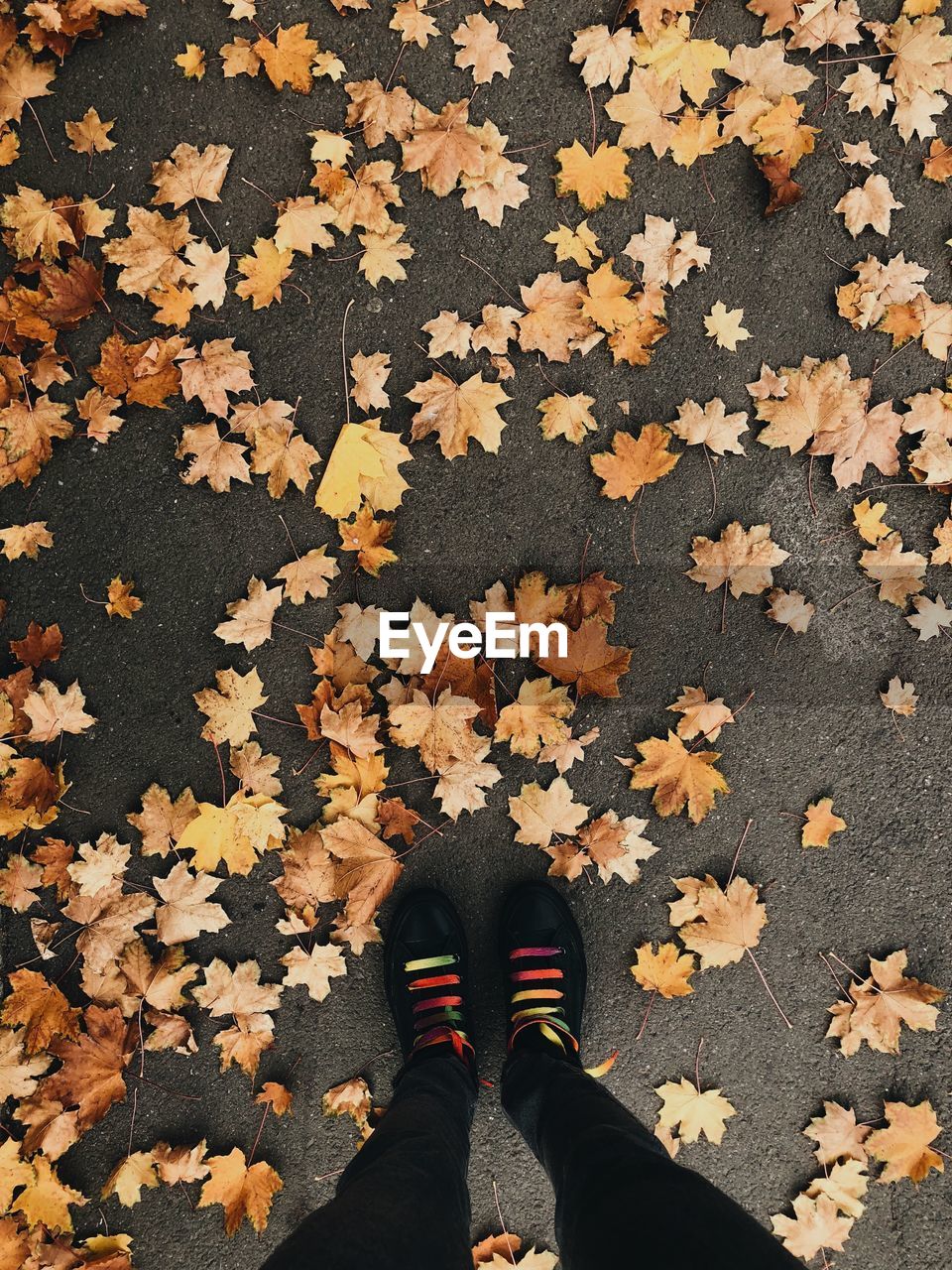 Low section of person standing on autumn leaves