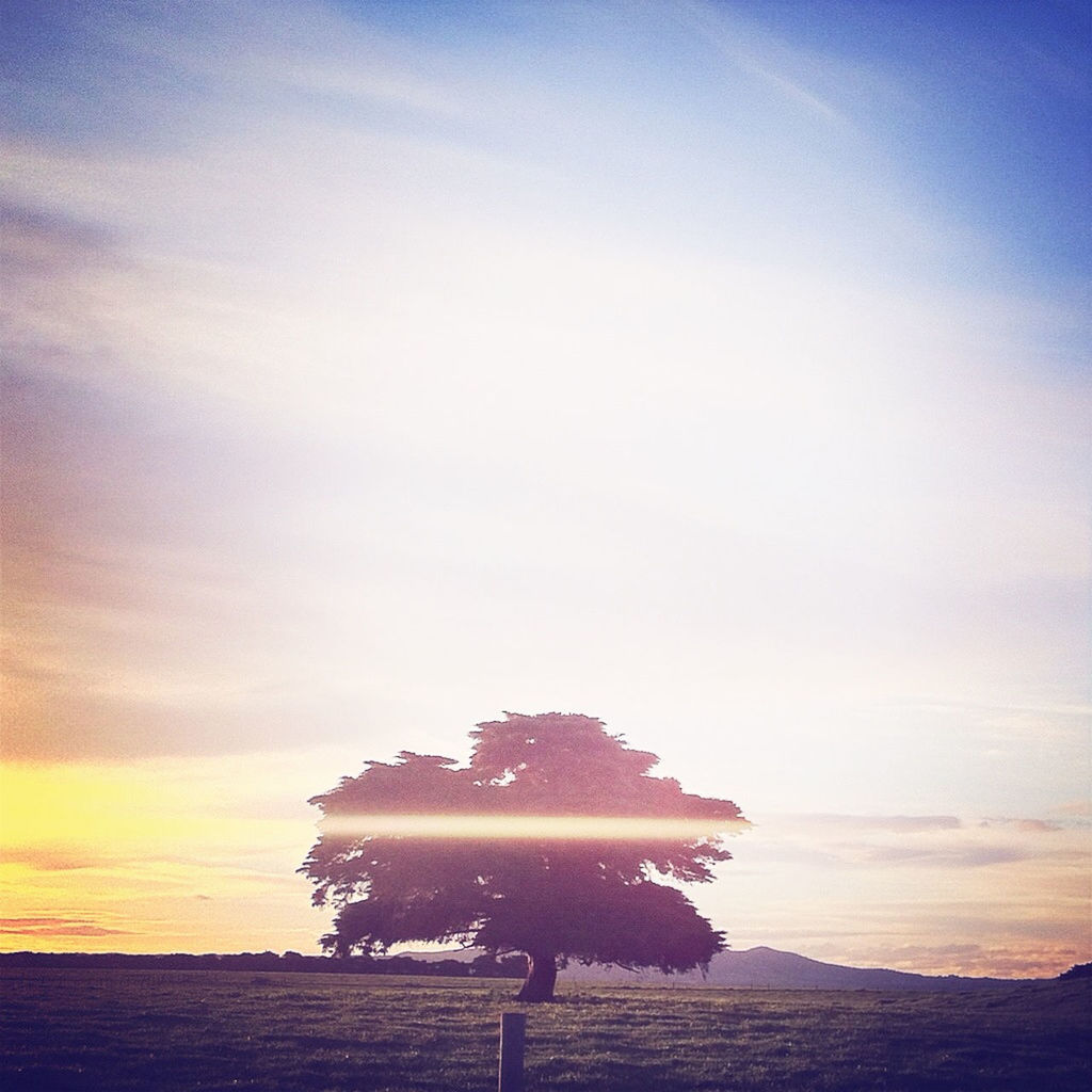 Tree in field at sunset