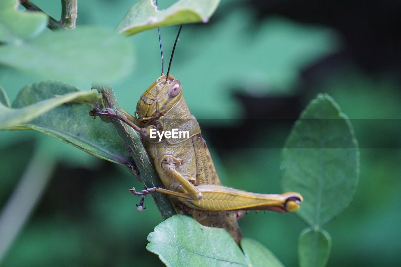 Close-up of grasshopper on leaf