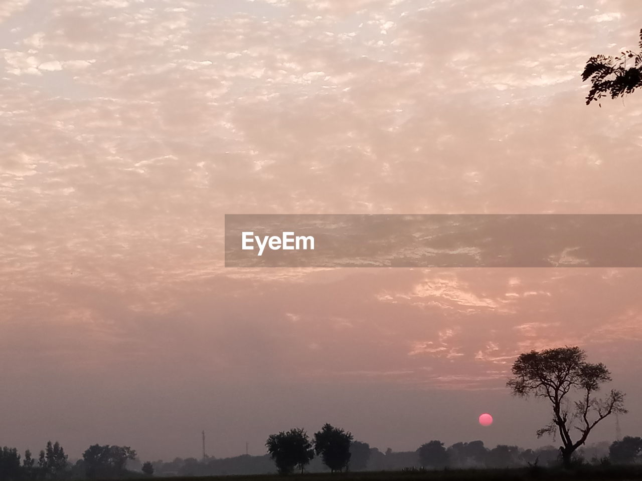 SILHOUETTE TREES AGAINST SKY DURING SUNSET