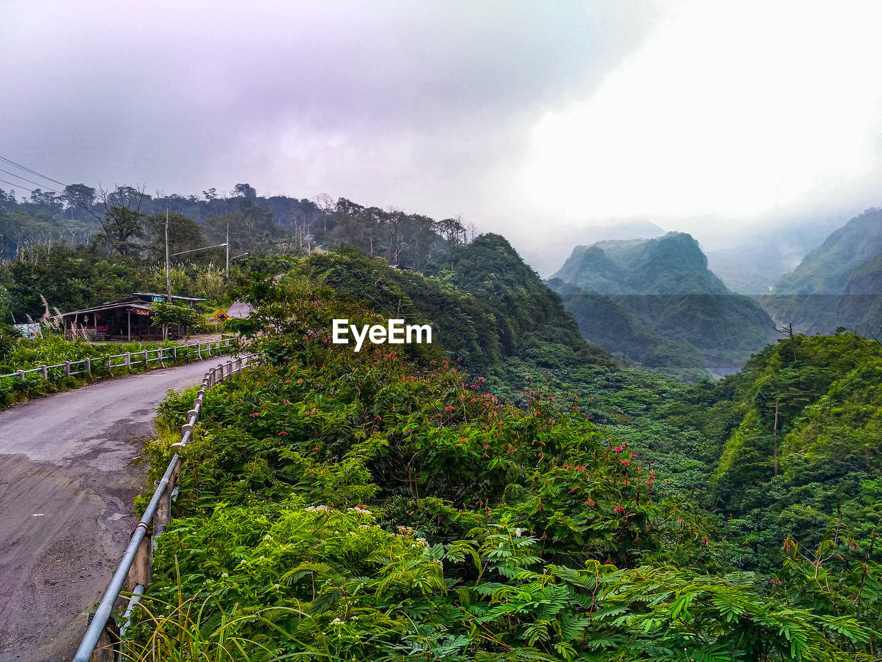 SCENIC VIEW OF ROAD AMIDST TREES AGAINST SKY