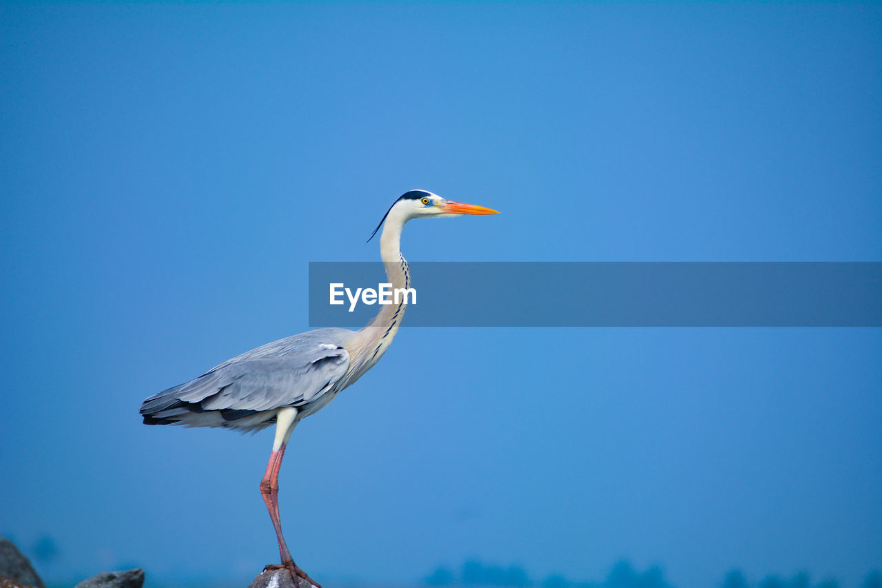 BIRD PERCHING ON A ROCK