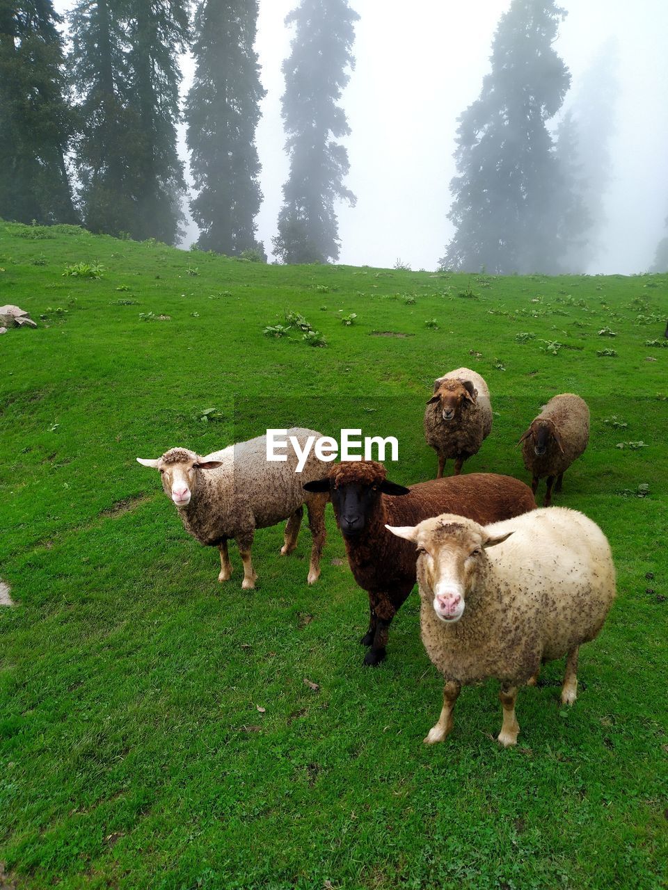 Sheep in a field