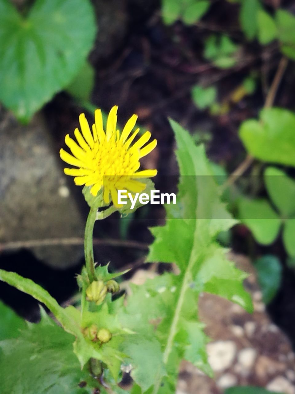 CLOSE-UP OF YELLOW FLOWERS BLOOMING OUTDOORS