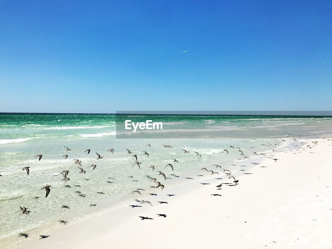 FLOCK OF BIRDS FLYING OVER BEACH AGAINST CLEAR BLUE SKY