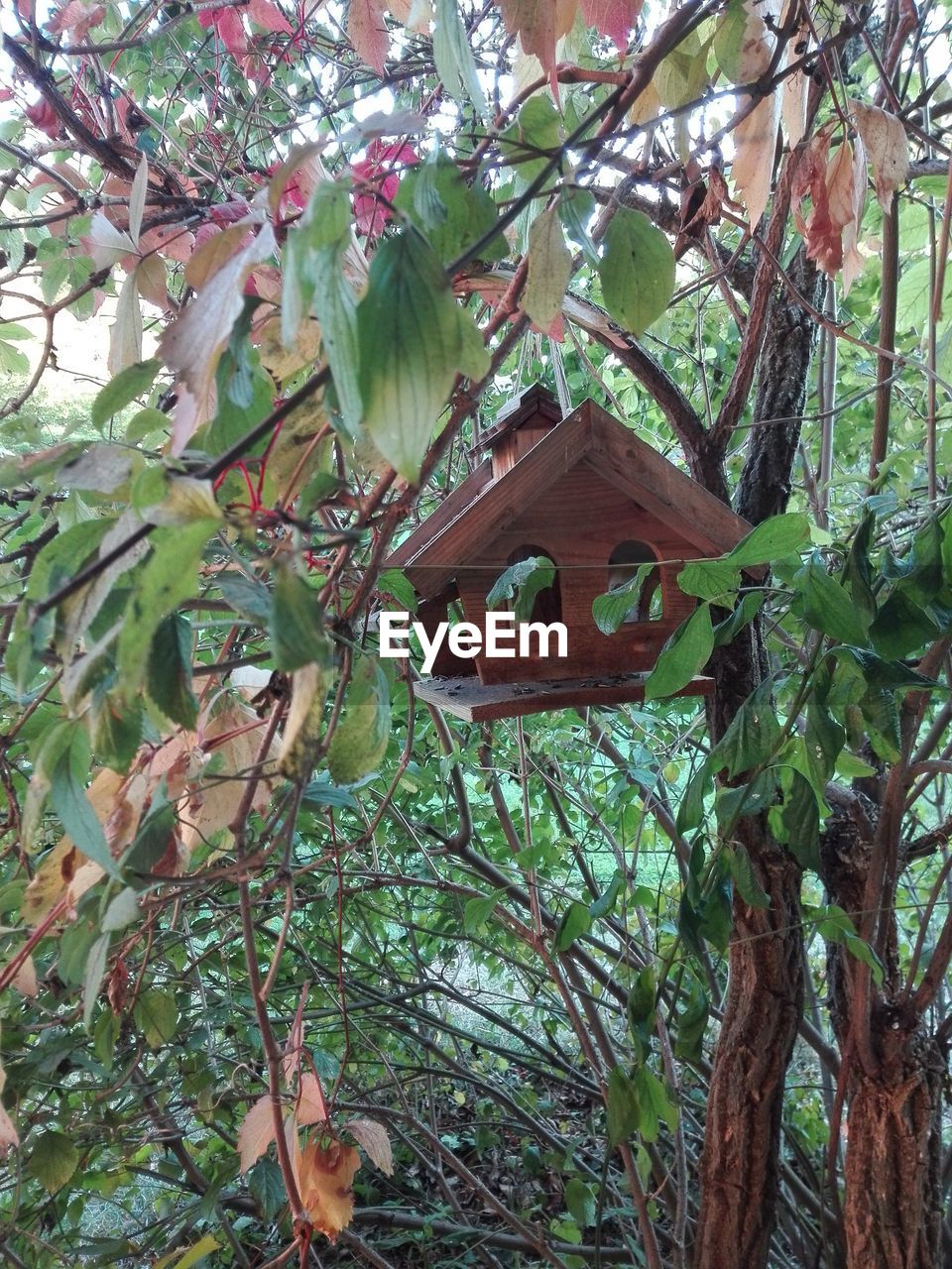 LOW ANGLE VIEW OF BIRDHOUSE HANGING TREE
