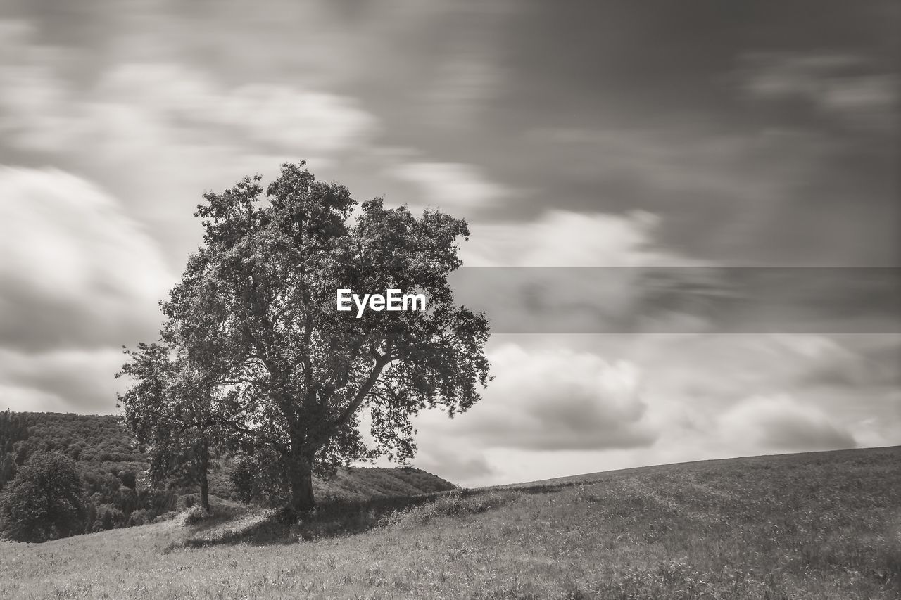 Tree on field against sky