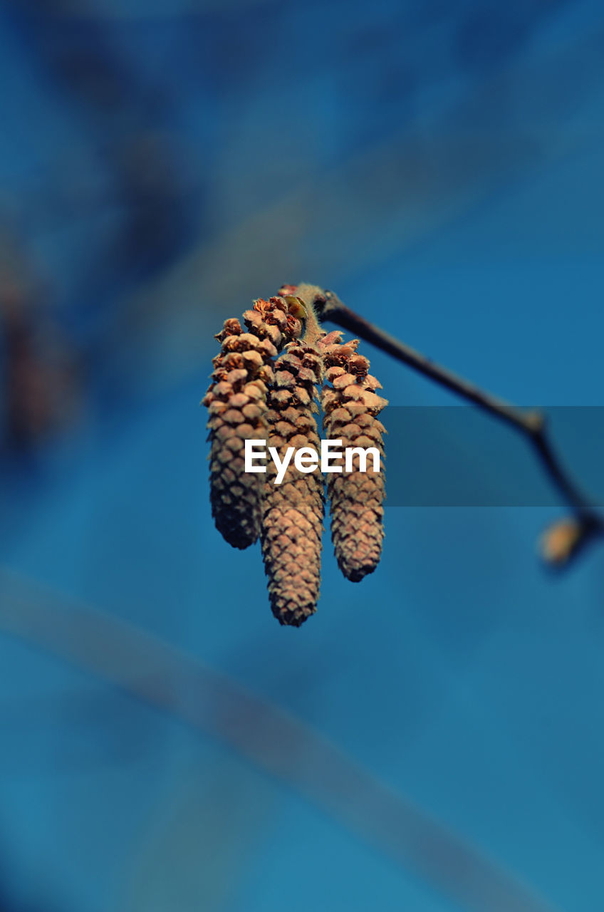 Low angle view of dried plant against blue sky
