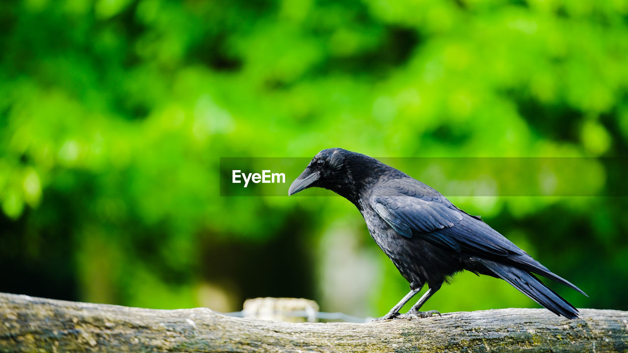 BIRD PERCHING ON WOOD