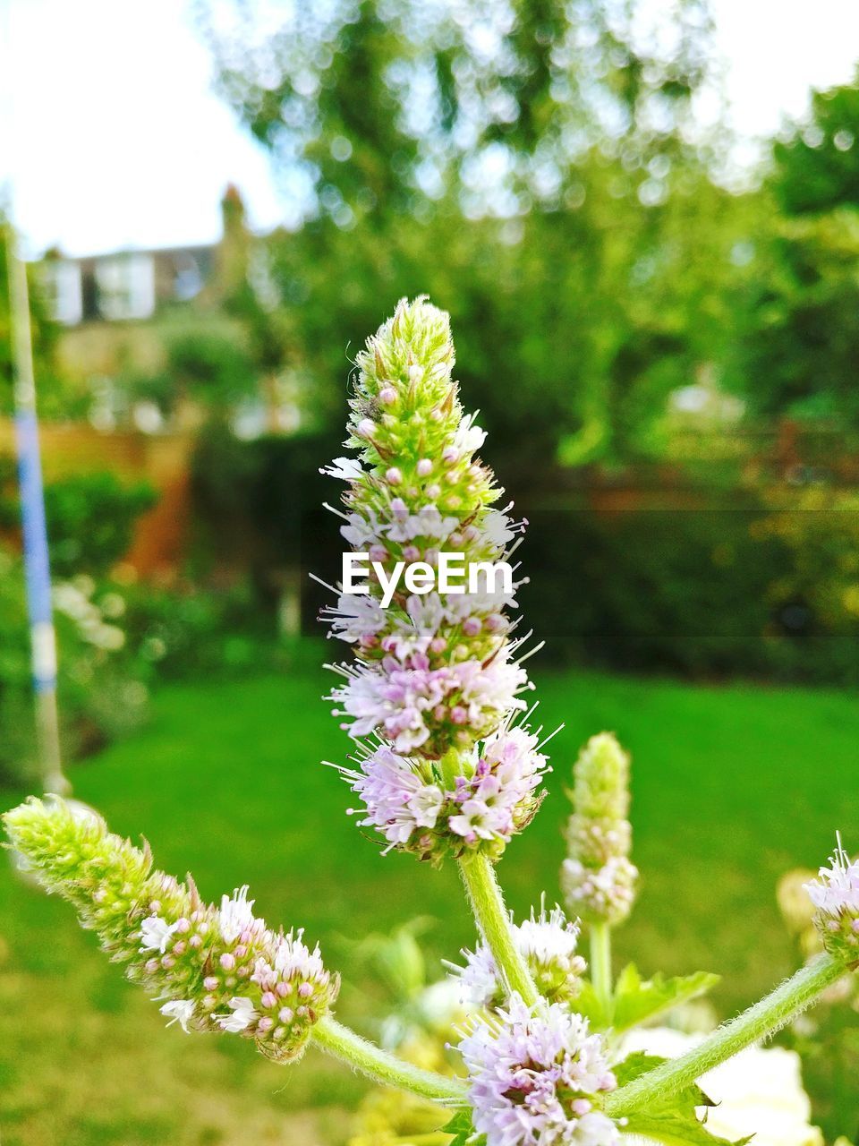 CLOSE-UP OF FLOWERS BLOOMING