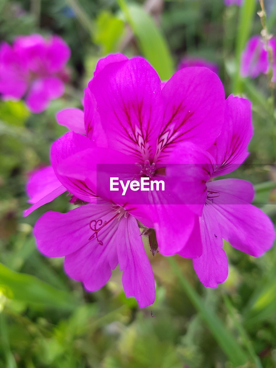 CLOSE-UP OF PINK FLOWER BLOOMING