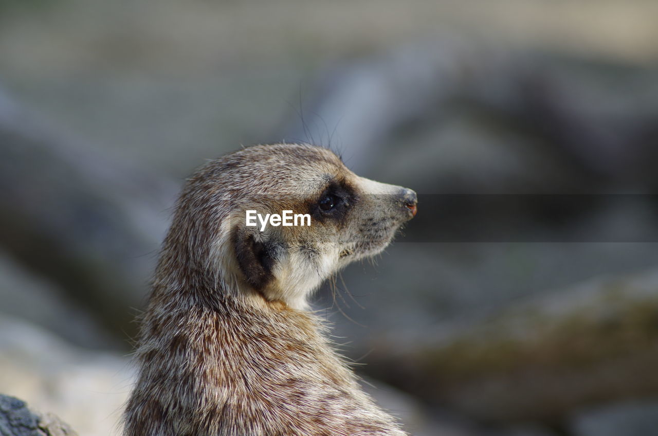 Close-up of meerkat