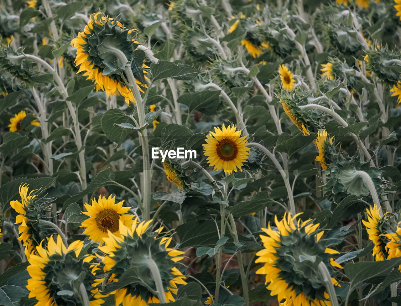 flower, flowering plant, plant, growth, beauty in nature, freshness, yellow, sunflower, fragility, flower head, nature, inflorescence, petal, field, no people, sunflower seed, close-up, land, day, high angle view, botany, outdoors, pollen, full frame, plant part, green, meadow, leaf, black-eyed susan, wildflower