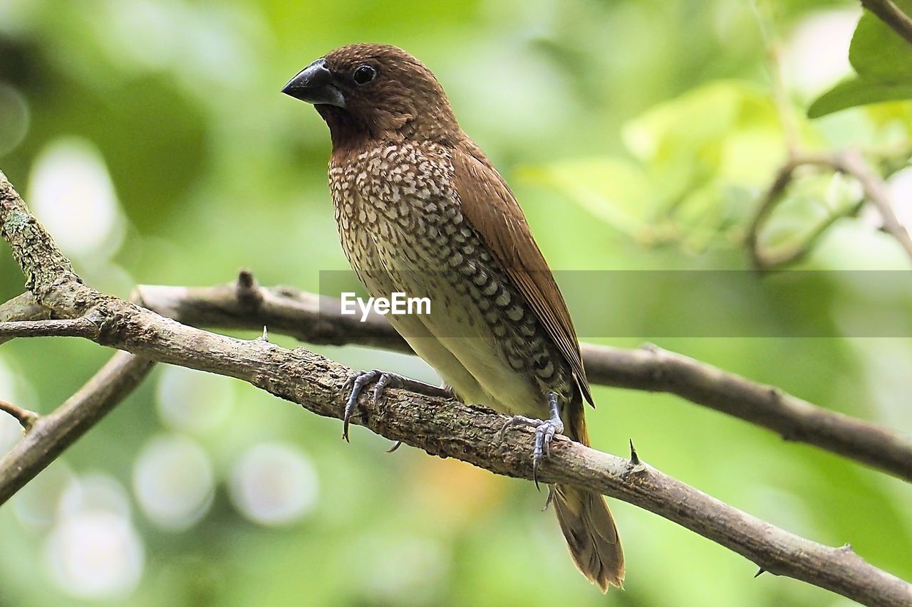 CLOSE-UP OF A BIRD PERCHING ON BRANCH