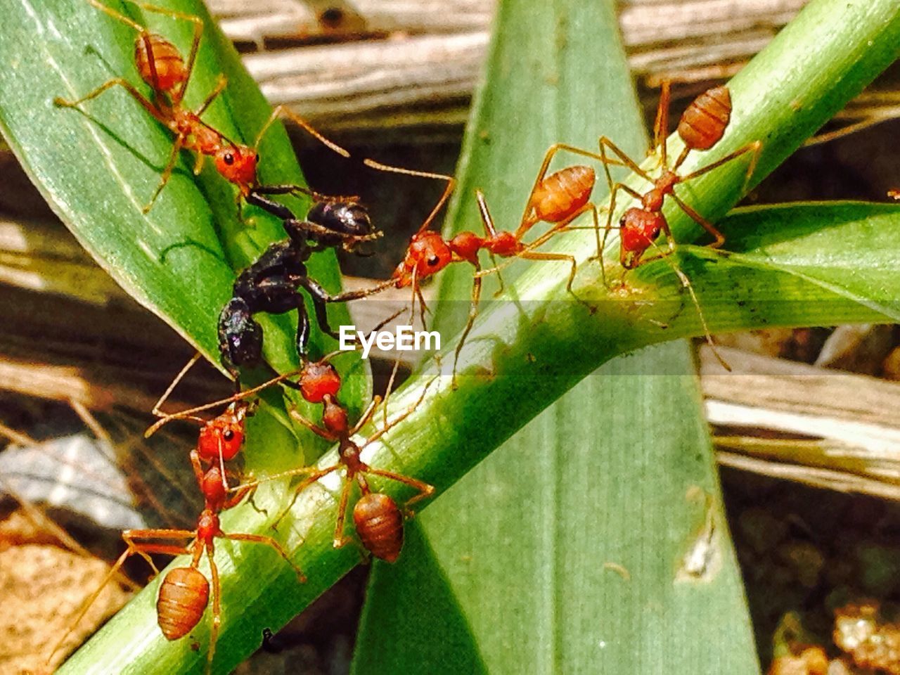 CLOSE-UP OF ANT ON GREEN LEAF