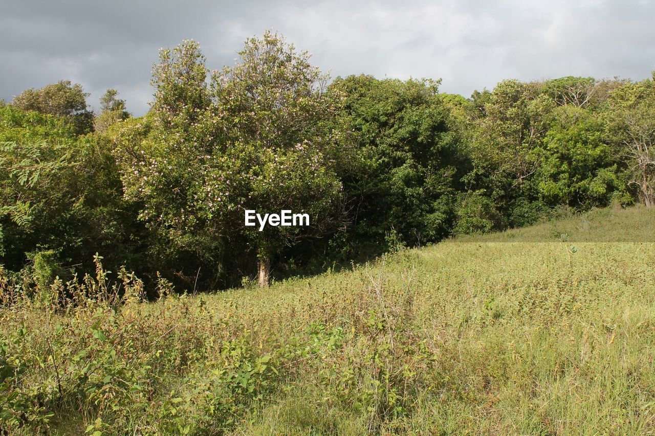 Bush and trees in forest