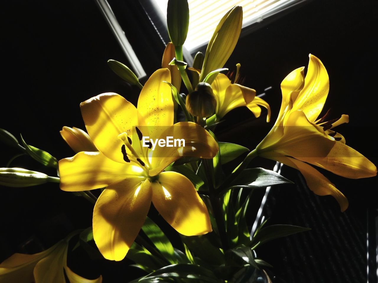 CLOSE-UP OF YELLOW FLOWERS