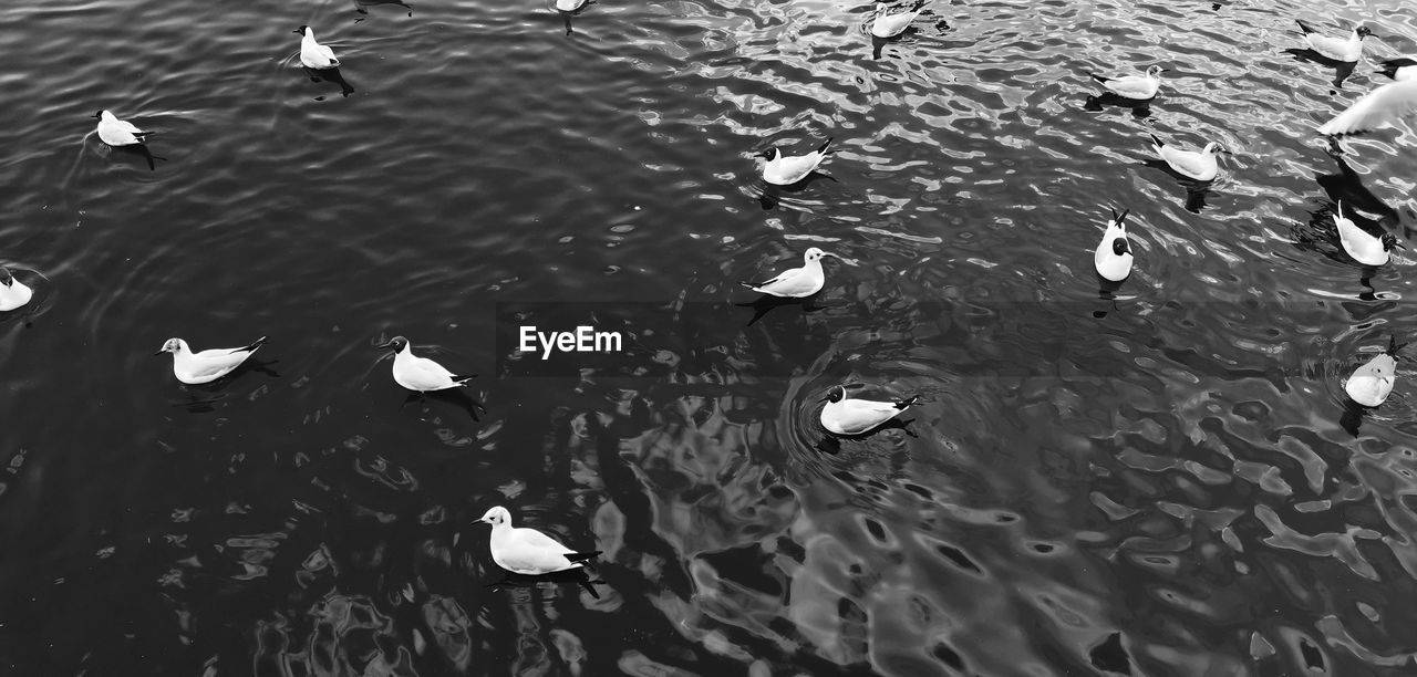 High angle view of seagulls floating on lake