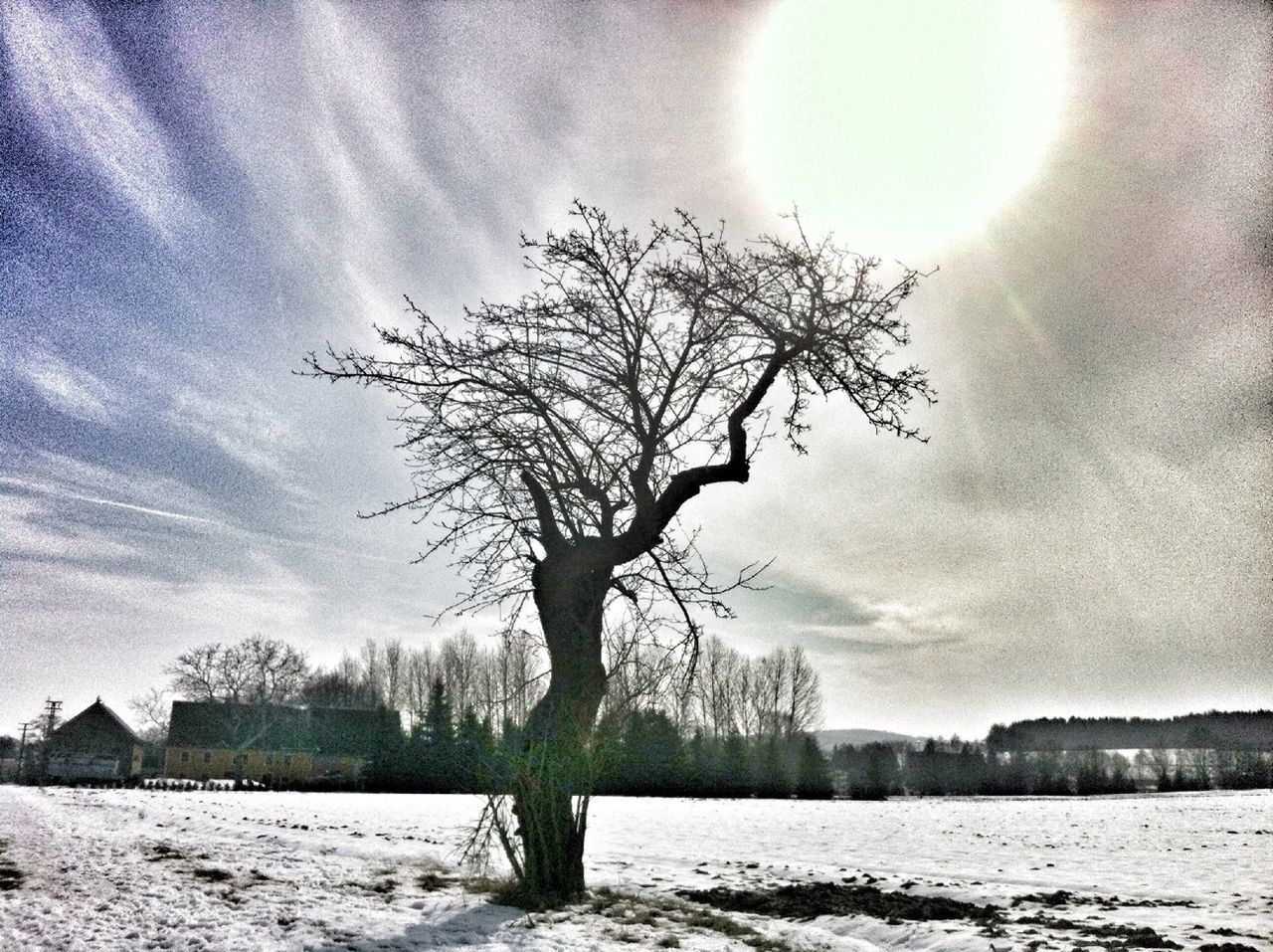 Bare tree on snow covered field