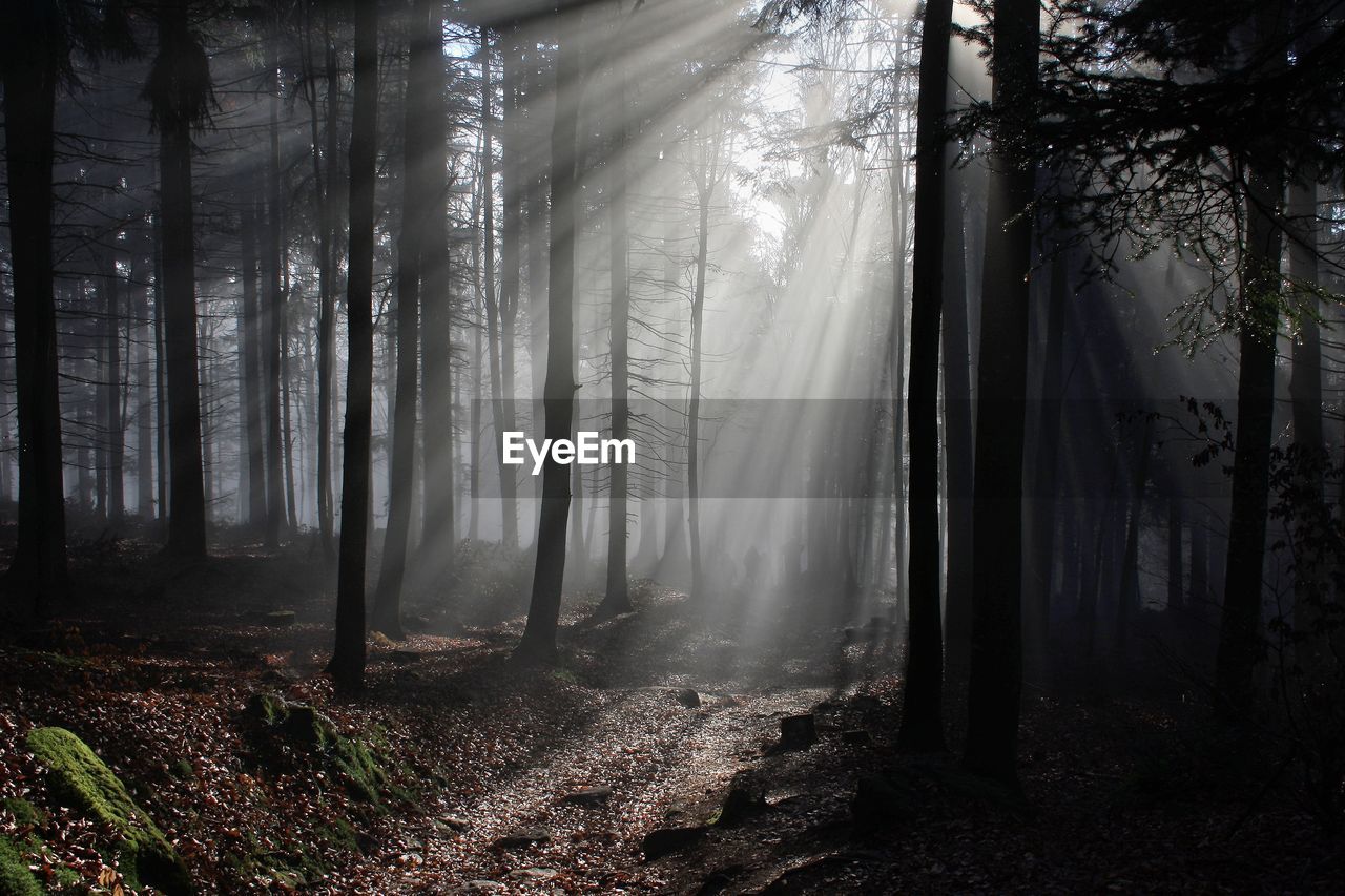 Panoramic view of trees in forest